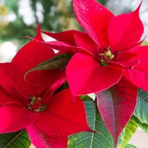 des étoiles de noël fuchsias