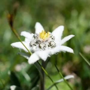 l'étoile des Alpes blanche