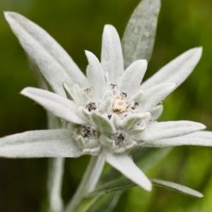 l'étoile des glaciers blanche