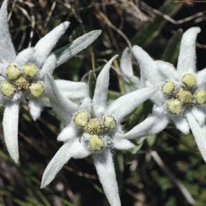 les étoiles des neiges blanches