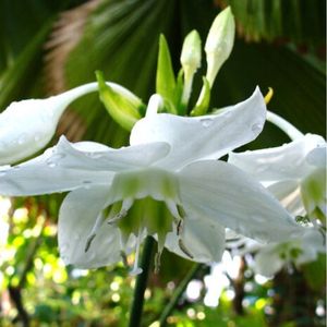 l'eucharis blanc