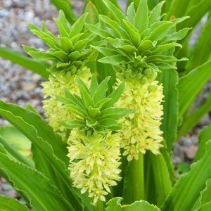 des eucomis jaunes