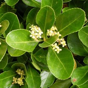 des euonymus blancs