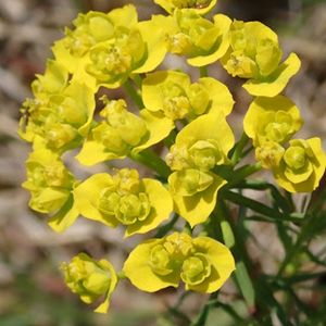 des euphorbes petit cyprès jaunes