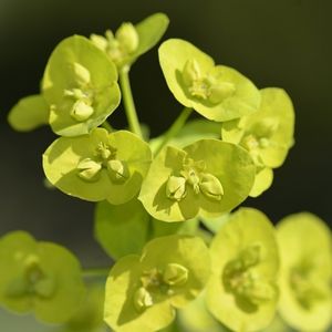 des euphorbes à feuilles d'amandier vertes