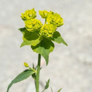 des euphorbes à feuilles en scie jaunes