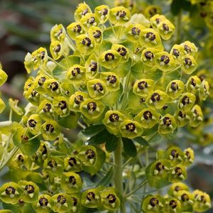 des euphorbes characias jaunes