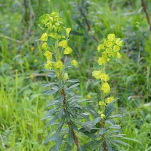 les euphorbes des bois jaunes