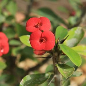 des euphorbias rouges