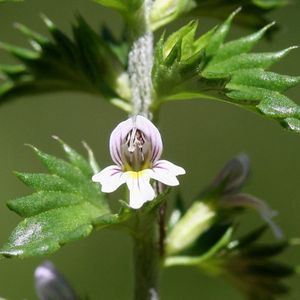 l'euphraise raide blanche