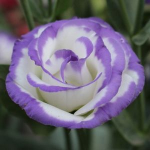 l'eustoma blanc avec une nuance de mauve