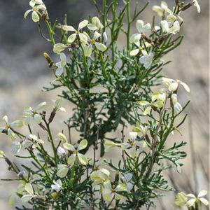 des Euzomodendron de Bourgea blancs