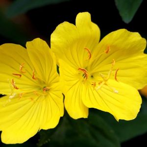 des evening primrose jaunes