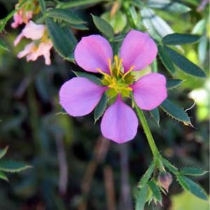 La fagonie de crête rose