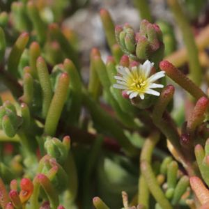 la ficoïde à fleurs nodales blanche