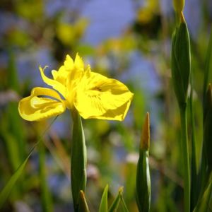 la flambe d'eau jaune