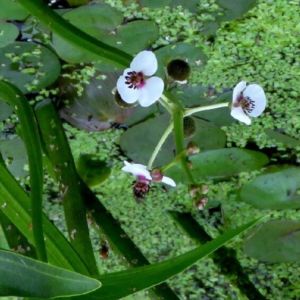 des flèches d'eau bleues