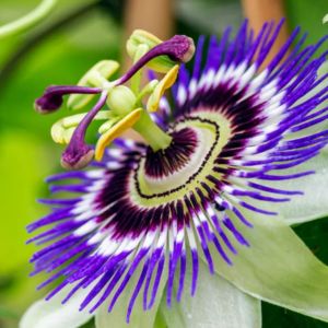 la fleur de la passion sous diverses nuances : bleu, violet, blanc, vert