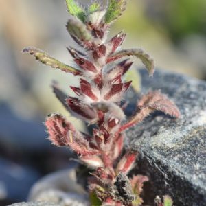 La Forsskaolee à feuilles tenues marron