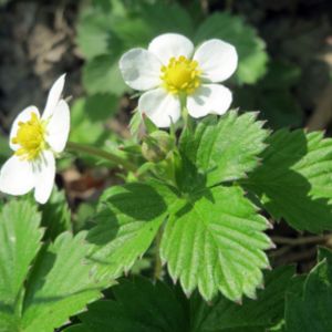 les fraisiers des bois blancs