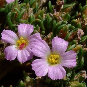 les frankénies hirsutes mauves