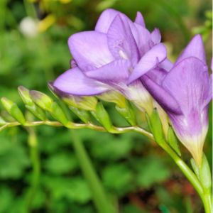 des freesias mauves