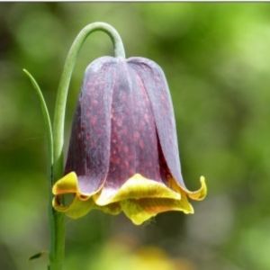 la fritillaire des Pyrénées violette au centre jaune