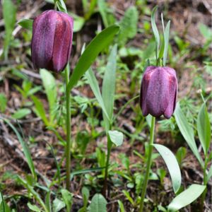 les fritillaires du dauphiné violette