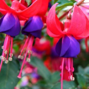 les fleurs fuchsias