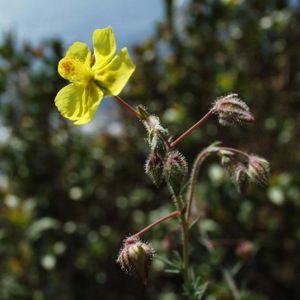 La fumana à feuilles étroites jaune