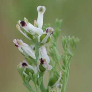 La fumeterre à petites fleurs blanche