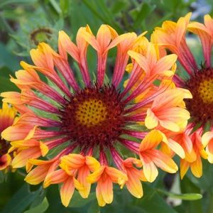 des gaillardes oranges