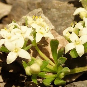 des gaillets à grosses graines blancs