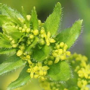 des gaillets croisettes jaunes