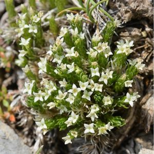 les gaillets des Pyrénées blancs