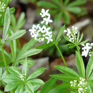 des gaillets odorants blancs