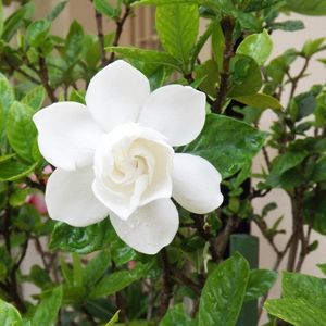 la gardénia blanche