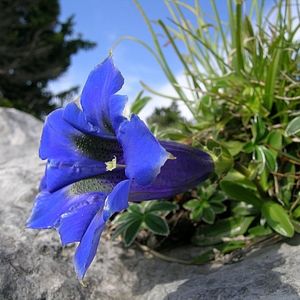 la gentiane à feuilles étroites bleue