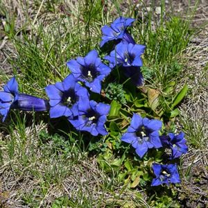 des gentianes acaules bleues