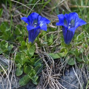 des gentianes alpines bleues