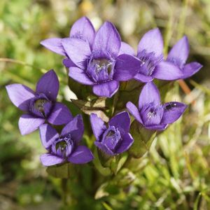 des gentianes champêtres mauves