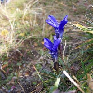 des gentianes ciliées bleues