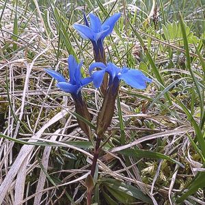 des gentianes dauphinoises bleues