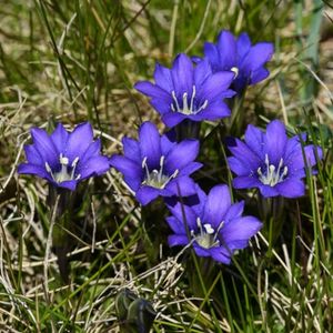 les gentianes des Pyrénées violettes