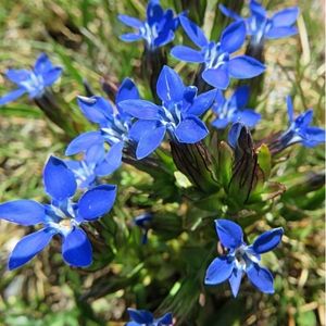 les gentianes des neiges bleues