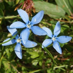 les gentianes printanières bleues