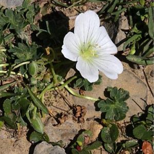 le géranium cendré blanc