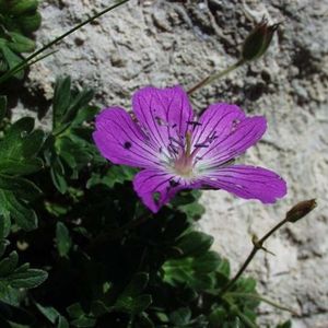 le géranium cendré mauve