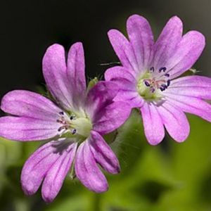 les géraniums découpés roses