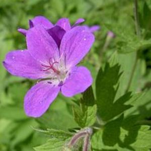 le géranium des bois mauve